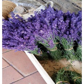 Product: ✓ Lavendel vers