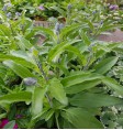 Product: Selderie plant - ChantyPlace.com