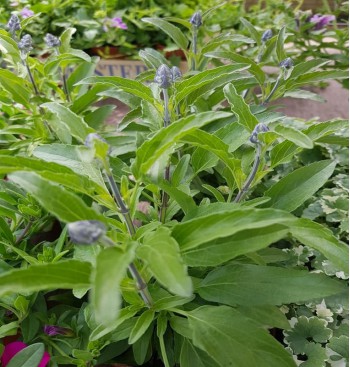 Product: Salvia/Salie groot