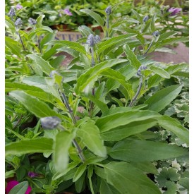 Product: ✓ Salvia/Salie groot