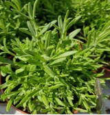 Product: Lavendel plant - Actuele voorraad: 11