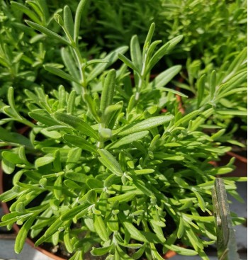 Product: Lavendel plant