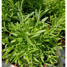 Product: ✓ Lavendel plant