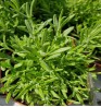 Product: Lavendel plant