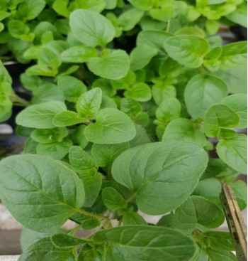 Product: Oregano plant