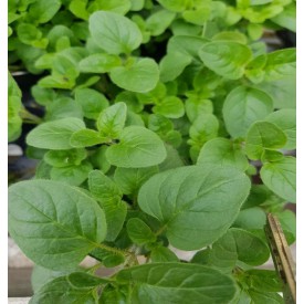 Product: ✓ Oregano plant