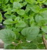 Product: Oregano plant