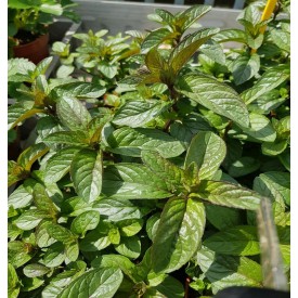 Product: ✓ Munt (chocola) plant