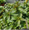 Product: Munt (chocola) plant