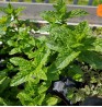 Product: Mentha (munt)