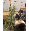 Product: Bunny Broom Christmas - ChantyPlace.com