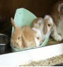 Product: Konijnen toilet voor 2 konijnen